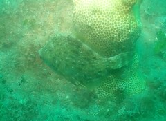 Monacanthus ciliatus