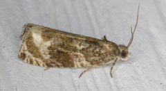 Olethreutes appendiceum