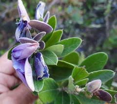 Periandra mediterranea