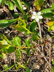 Sibbaldiopsis