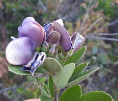 Periandra mediterranea