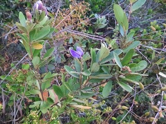 Periandra mediterranea