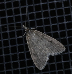 Scoparia penumbralis