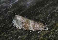 Olethreutes appendiceum