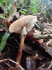 Amanita brunneolocularis