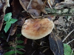 Amanita brunneolocularis