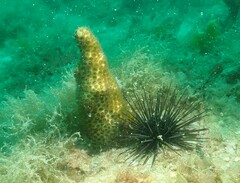 Solenastrea hyades
