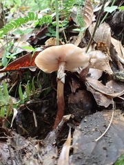 Amanita brunneolocularis