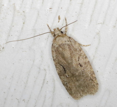 Agonopterix curvilineella