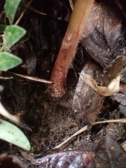 Amanita brunneolocularis