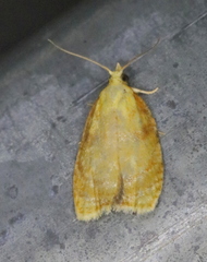 Acleris curvalana