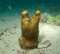Solenastrea hyades