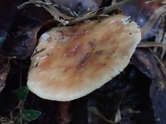 Amanita brunneolocularis