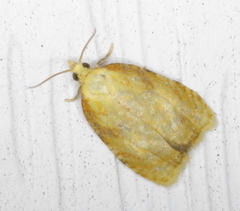 Acleris curvalana
