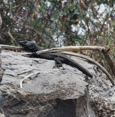 Gallotia caesaris gomerae