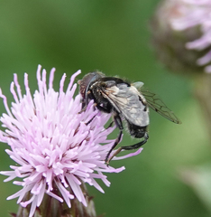 Eristalinus sepulchralis