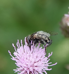 Eristalinus sepulchralis