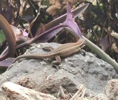 Gallotia caesaris gomerae