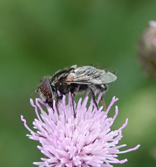 Eristalinus sepulchralis
