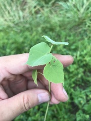 Abutilon theophrasti