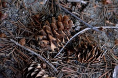 Picea glauca × engelmannii