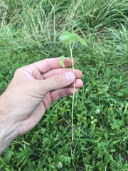 Abutilon theophrasti