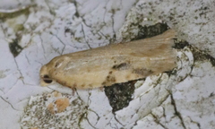 Acleris semiannula