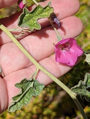 Sphaeralcea ambigua rosacea