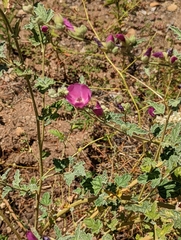 Sphaeralcea ambigua rosacea