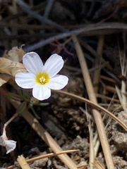 Leptosiphon breviculus