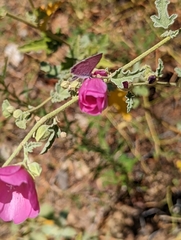 Sphaeralcea ambigua rosacea