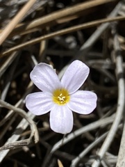 Leptosiphon breviculus