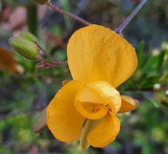 Chapmannia floridana