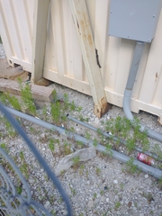 Sylvilagus floridanus