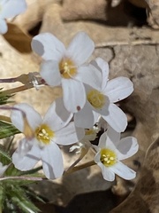 Leptosiphon breviculus