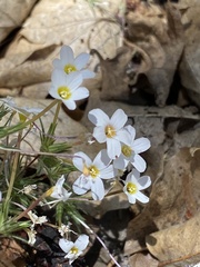 Leptosiphon breviculus