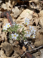 Leptosiphon breviculus