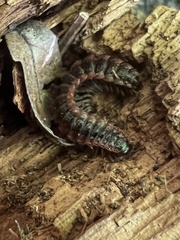 Pseudopolydesmus canadensis