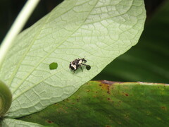 Peridinetus concentricus
