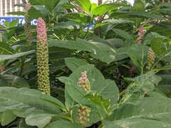 Phytolacca polyandra