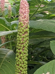 Phytolacca polyandra