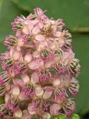 Phytolacca polyandra
