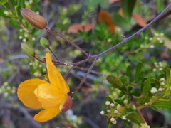Chapmannia floridana