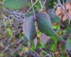 Chapmannia floridana