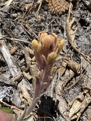 Castilleja cinerea