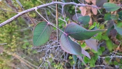 Chapmannia floridana