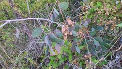 Chapmannia floridana