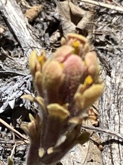 Castilleja cinerea