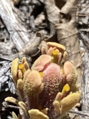 Castilleja cinerea