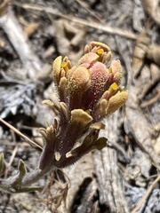 Castilleja cinerea